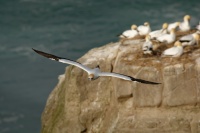 Terej australsky - Sula serrator - Australian Gannet - takapu 2851